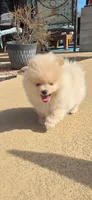 Charlie, a male Pomeranian for sale in Montgomery, TX – Photo 5 of 7