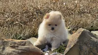 Charlie, a male Pomeranian for sale in Montgomery, TX – Photo 7 of 7