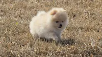 Charlie, a male Pomeranian for sale in Montgomery, TX – Photo 6 of 7