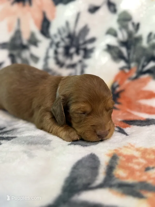 Chief – Miniature Dachshund puppy for sale in Hope, AR