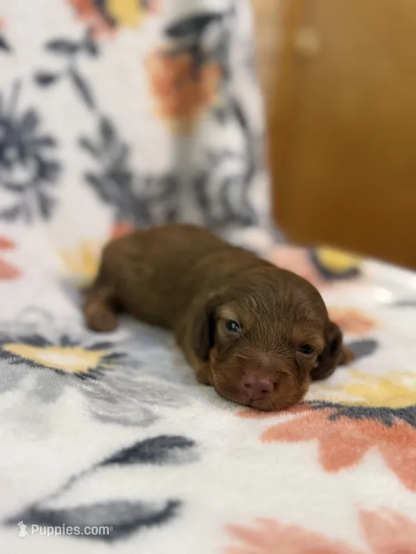 Copper – Miniature Dachshund puppy for sale in Hope, AR