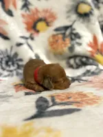 Olivia, a male Miniature Dachshund for sale in Hope, AR – 3 of 6