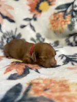 Olivia, a male Miniature Dachshund for sale in Hope, AR – 2 of 6