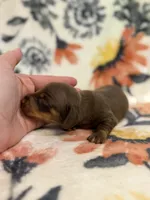 Tod, a male Miniature Dachshund for sale in Hope, AR – 5 of 6