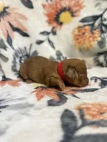 Olivia, a male Miniature Dachshund for sale in Hope, AR – 4 of 6