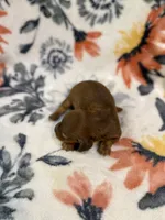 Copper, a male Miniature Dachshund for sale in Hope, AR – 2 of 6