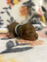 Chief, a male Miniature Dachshund for sale in Hope, AR – 3 of 7