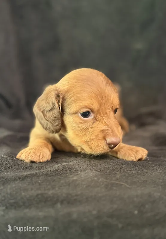 Chief – Miniature Dachshund puppy for sale in Hope, AR