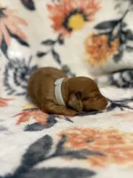 Amos, a male Miniature Dachshund for sale in Hope, AR – 4 of 7