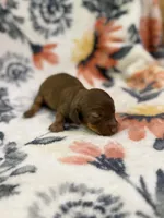 Copper, a male Miniature Dachshund for sale in Hope, AR – 4 of 6