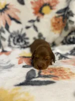 Chief, a male Miniature Dachshund for sale in Hope, AR – 2 of 7