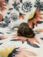 Tod, a male Miniature Dachshund for sale in Hope, AR – 2 of 6