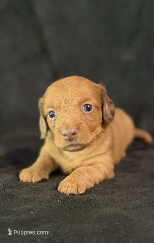 Olivia – Miniature Dachshund puppy on hold in Hope, AR