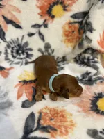 Chief, a male Miniature Dachshund for sale in Hope, AR – 7 of 7