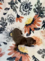 Tod, a male Miniature Dachshund for sale in Hope, AR – 6 of 6