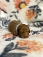 Amos, a male Miniature Dachshund for sale in Hope, AR – 7 of 7