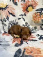 Olivia, a male Miniature Dachshund for sale in Hope, AR – 6 of 6