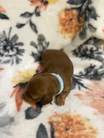 Chief, a male Miniature Dachshund for sale in Hope, AR – 6 of 7