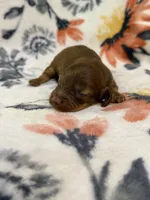 Copper, a male Miniature Dachshund for sale in Hope, AR – 5 of 6