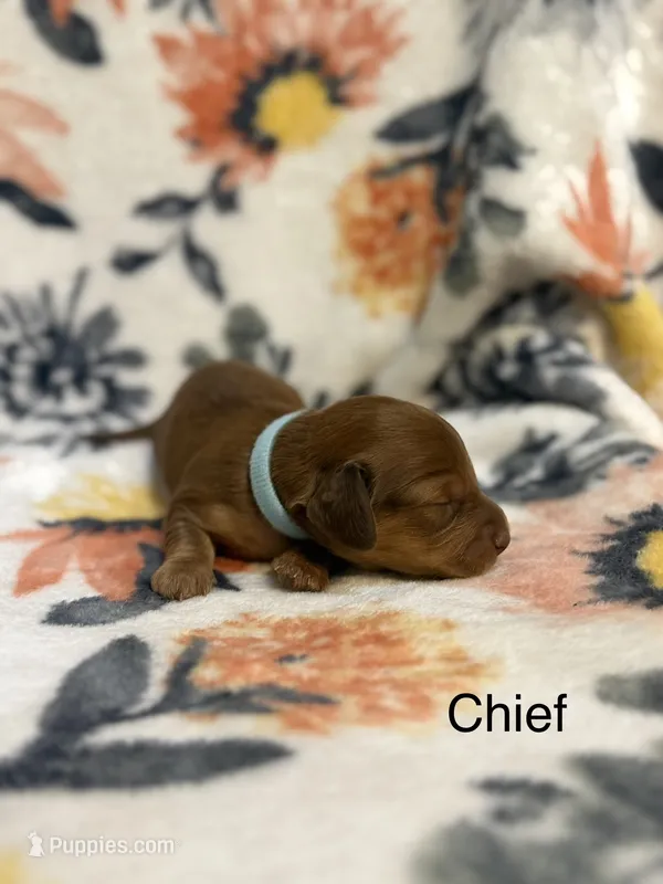 Chief – Miniature Dachshund puppy for sale in Hope, AR