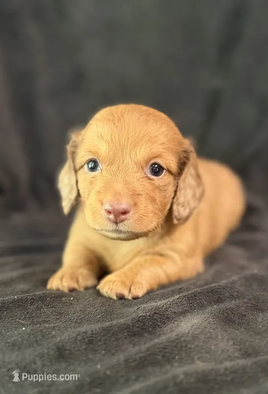 Amos – Miniature Dachshund puppy for sale in Hope, AR