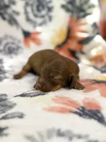Copper, a male Miniature Dachshund for sale in Hope, AR – 6 of 6