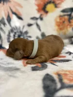 Amos, a male Miniature Dachshund for sale in Hope, AR – 3 of 7