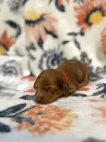 Olivia, a male Miniature Dachshund for sale in Hope, AR – 5 of 6