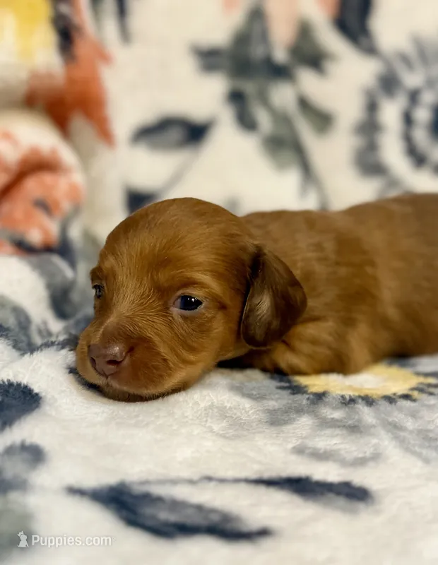 Olivia – Miniature Dachshund puppy for sale in Hope, AR