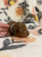 Chief, a male Miniature Dachshund for sale in Hope, AR – 5 of 7