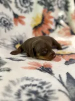 Tod, a male Miniature Dachshund for sale in Hope, AR – 3 of 6