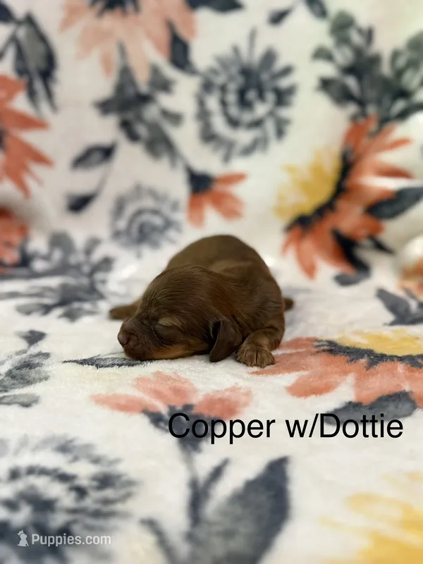 Copper – Miniature Dachshund puppy for sale in Hope, AR