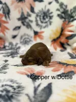Copper, a male Miniature Dachshund for sale in Hope, AR – 1 of 6