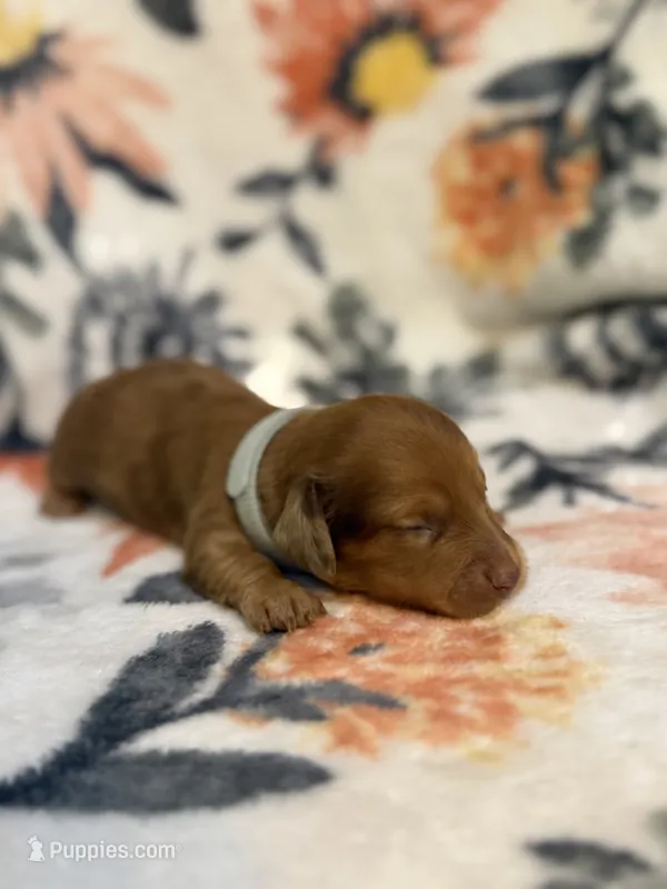 Amos – Miniature Dachshund puppy for sale in Hope, AR