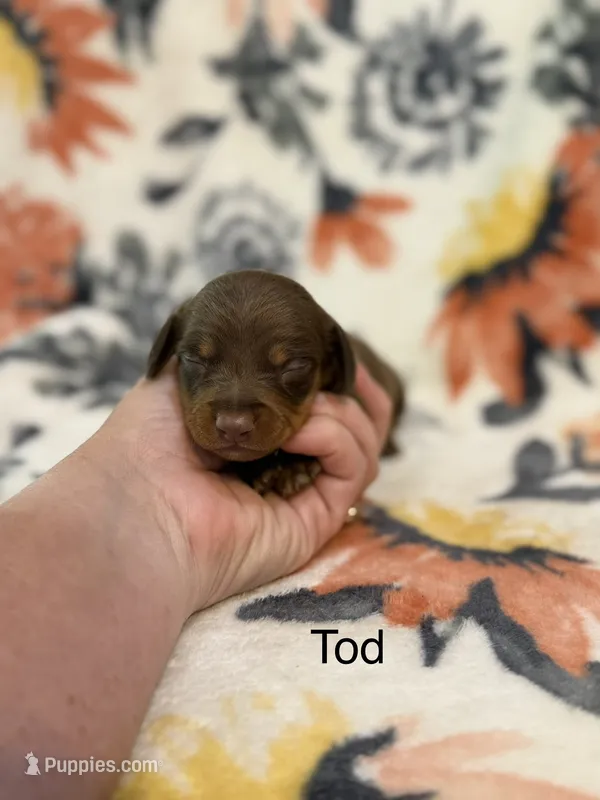 Tod – Miniature Dachshund puppy for sale in Hope, AR