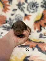 Tod, a male Miniature Dachshund for sale in Hope, AR – 1 of 6