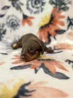 Tod, a male Miniature Dachshund for sale in Hope, AR – 4 of 6