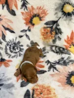 Amos, a male Miniature Dachshund for sale in Hope, AR – 6 of 7