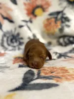 Amos, a male Miniature Dachshund for sale in Hope, AR – 5 of 7
