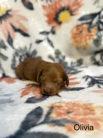Olivia, a male Miniature Dachshund for sale in Hope, AR – 1 of 6