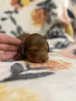 Chief, a male Miniature Dachshund for sale in Hope, AR – 4 of 7