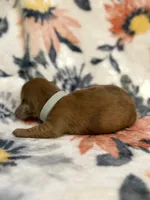 Amos, a male Miniature Dachshund for sale in Hope, AR – 2 of 7