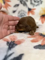 Copper, a male Miniature Dachshund for sale in Hope, AR – 3 of 6