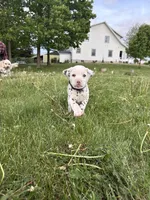 Ace , a male Dalmatian for sale in Richland Center, WI – 2 of 5
