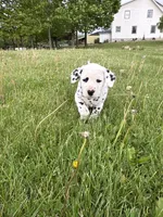 Brody, a male Dalmatian for sale in Richland Center, WI – 6 of 8