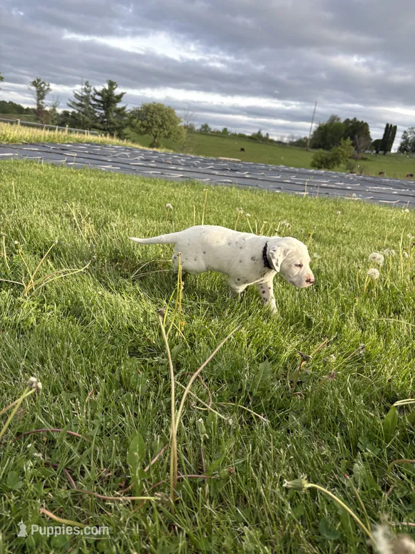 Oreo – Dalmatian puppy for sale in Richland Center, WI