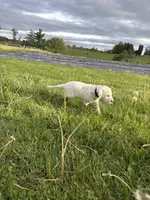 Oreo, a male Dalmatian for sale in Richland Center, WI – 1 of 3