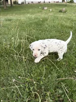 Ace , a male Dalmatian for sale in Richland Center, WI – 3 of 5