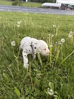 Enzo, a male Dalmatian for sale in Richland Center, WI – 4 of 5