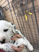 Brody, a male Dalmatian for sale in Richland Center, WI – 4 of 8